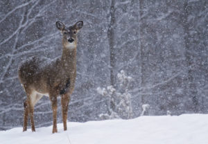 deer walking