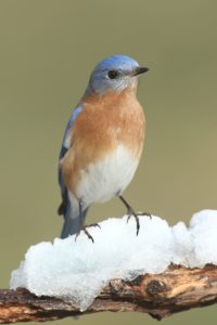 beautiful blue and white birds