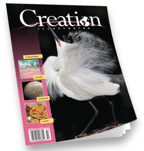 Creation Illustrated