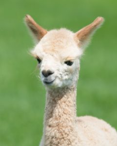 Alpaca