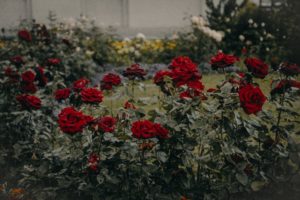 Rose gardens